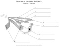 Muscles_of_the_Head_and_Neck Muscles_of_the_Eye