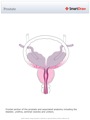 Prostate