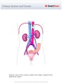 Urinary_System_and_Vessels