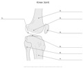 Knee_Joint