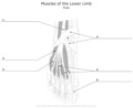Muscels_of_the_Lower_Limb Foot