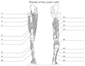 Muscels_of_the_Lower_Limb