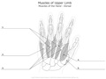 Muscels_of_Upper_Limb Muscels_of_the_Hand_Dorsal