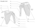 Schoulder_Joint