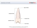 Anatomy_of_a_Tooth