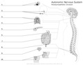 Autonomic_Nervous_Sysem Parasympathetic Division