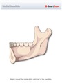 Medial_Mandible