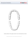 Permanent_Dentition