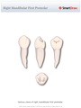 Right_Mandibular_First_Premolar
