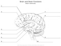 Brain_and_Brain_Functions Brain Ventricles