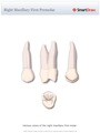 Right_Maxillary_First_Premolar
