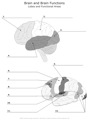 Brain_and_Brain_Functions Loves_and_Funcional_Areas