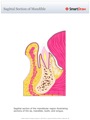 Sagittal_Section_of_Mandible