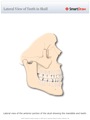 Lateral_View_of_Teeth_in_Skull