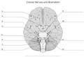 Cranial_Nerces_and_Brainstrem