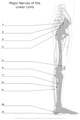Major_Nerves_of_the_Lower_Limb