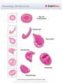 Hematology_Red_Blood_Cells
