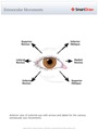 Extraocular Movements