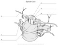 Spinal_Cord
