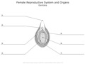 Female_Reproductive_System_and_Organs Genitalia