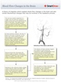 Blood_Flow_Changes_in_the_Brain
