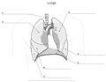 Lungs