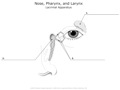 Nose_Pharynx_and_Larynx Lacrimal_Apparatus