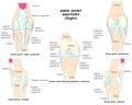 KNEE_JOINT