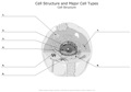 Cell_Structure