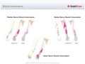 Muscle_Innervation