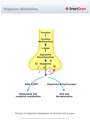 Dopamine_Metabolism