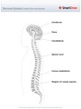 Nervous_System_Central_Nervous_System