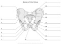 Bones_of_the_Pelvis