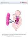 Fetal_Circulation